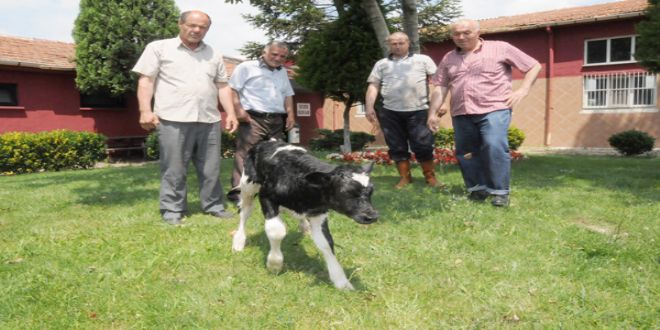 ANNESİ ÖLDÜ YAVRUSU KURTARILDI