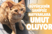 SAHİPSİZ HAYVANLARA UMUT OLUYOR