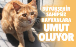 SAHİPSİZ HAYVANLARA UMUT OLUYOR