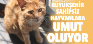 SAHİPSİZ HAYVANLARA UMUT OLUYOR