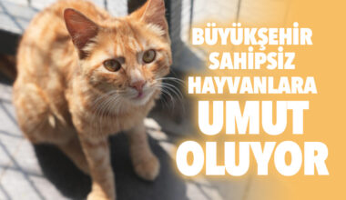 SAHİPSİZ HAYVANLARA UMUT OLUYOR