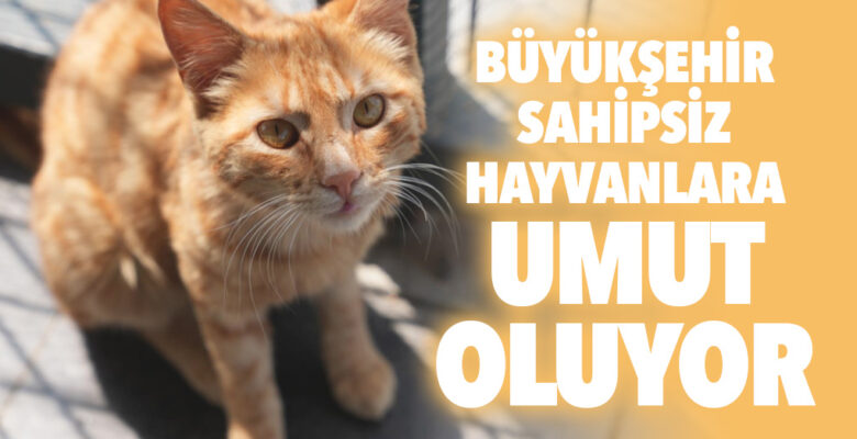 SAHİPSİZ HAYVANLARA UMUT OLUYOR