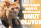 SAHİPSİZ HAYVANLARA UMUT OLUYOR