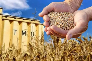 TMO TEKİRDAĞ 2025 HUBUBAT ALIM DÖNEMİNE HAZIR
