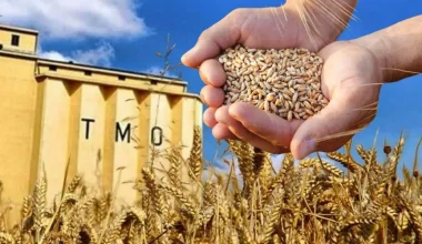 TMO TEKİRDAĞ 2025 HUBUBAT ALIM DÖNEMİNE HAZIR