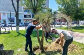 İNSANLIĞA SAĞLIK KAYNAĞI OLAN ZEYTİN AĞACI