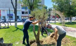 İNSANLIĞA SAĞLIK KAYNAĞI OLAN ZEYTİN AĞACI