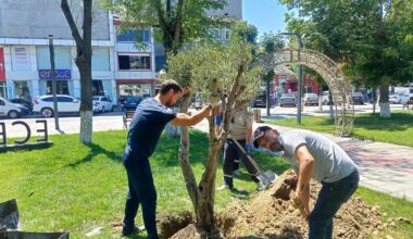 İNSANLIĞA SAĞLIK KAYNAĞI OLAN ZEYTİN AĞACI
