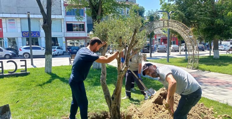 İNSANLIĞA SAĞLIK KAYNAĞI OLAN ZEYTİN AĞACI