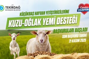 KUZU-OĞLAK YEM DESTEĞİ BAŞVURULARI BAŞLADI