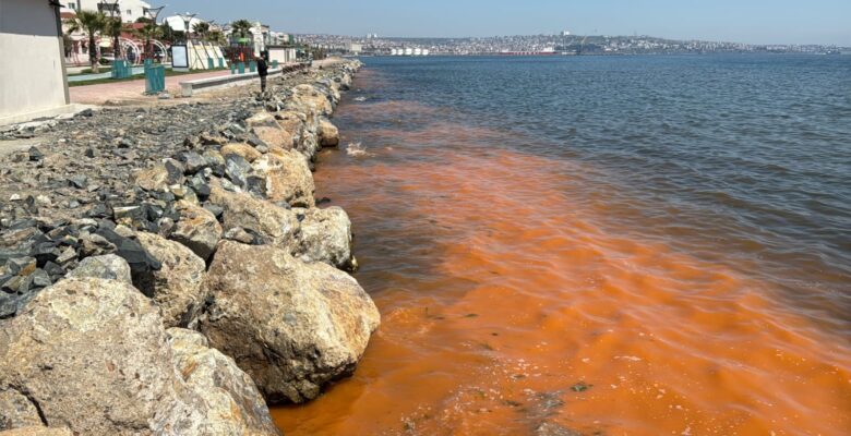 TEKİRDAĞ KIYILARINDAKİ RENK DEĞİŞİMİNİN NEDENİ: MEVSİMSEL ALG PATLAMASI