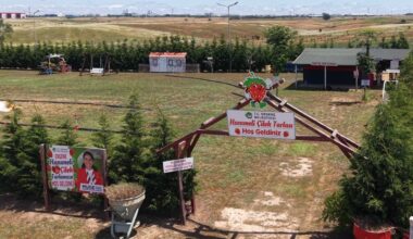 ERGENE’DE LAVANTA TARLASI VE HANIMELİ ÇİLEK TARLASI KAPILARINI AÇTI!