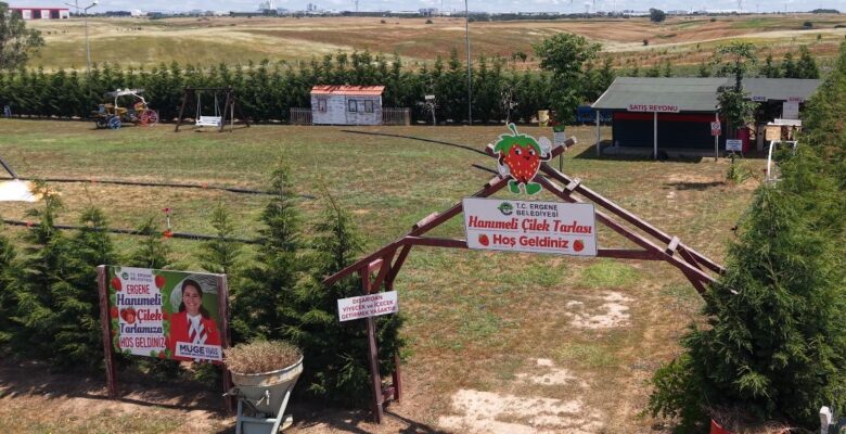 ERGENE’DE LAVANTA TARLASI VE HANIMELİ ÇİLEK TARLASI KAPILARINI AÇTI!